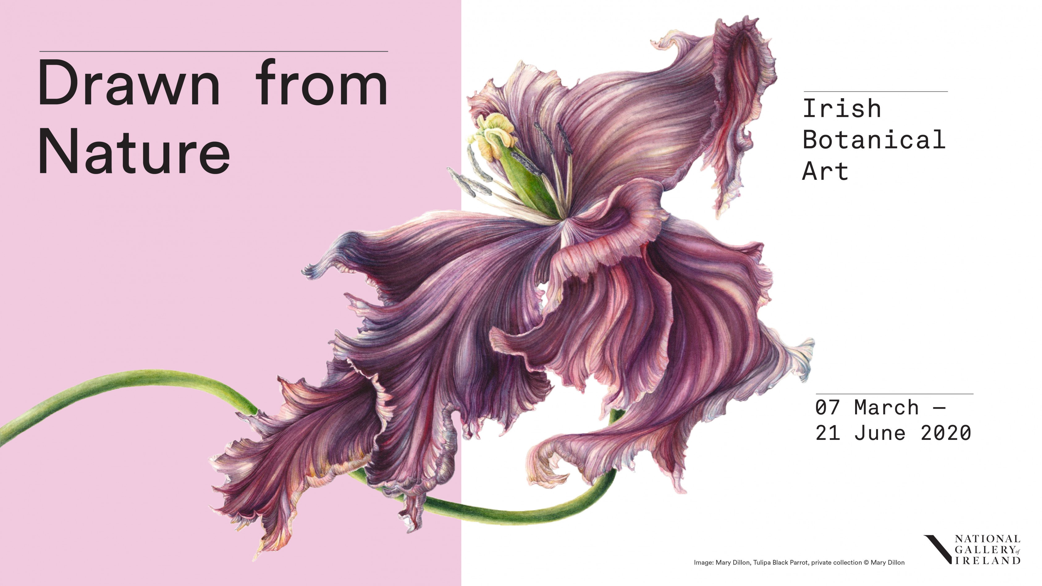 Drawn From Nature Irish Botanical Art 100 Archive