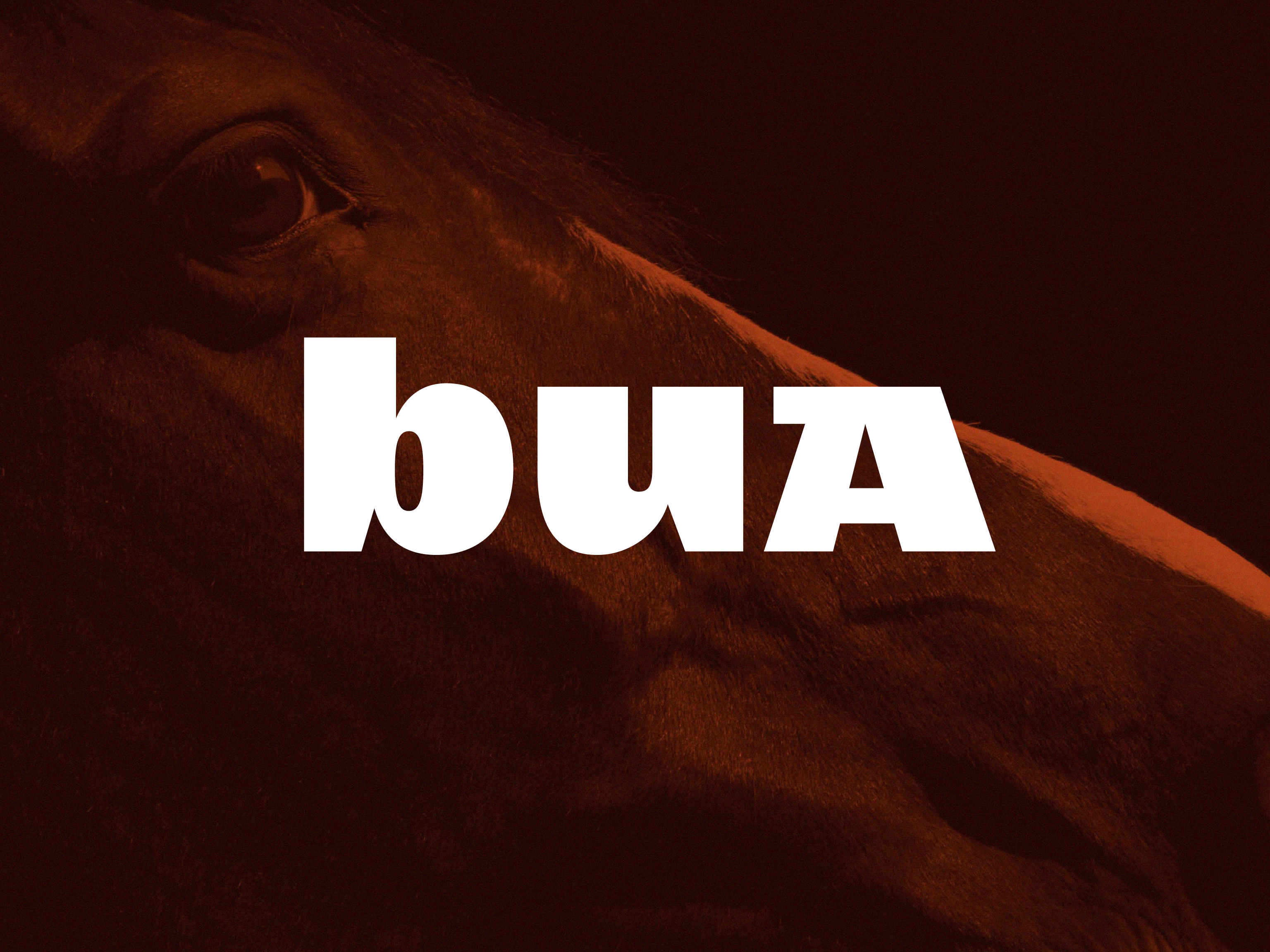 Cover image: Bua Saddles – Identity